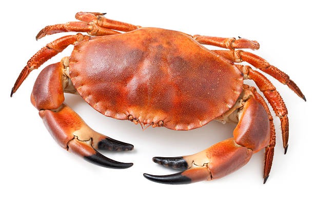 꽃게 사진