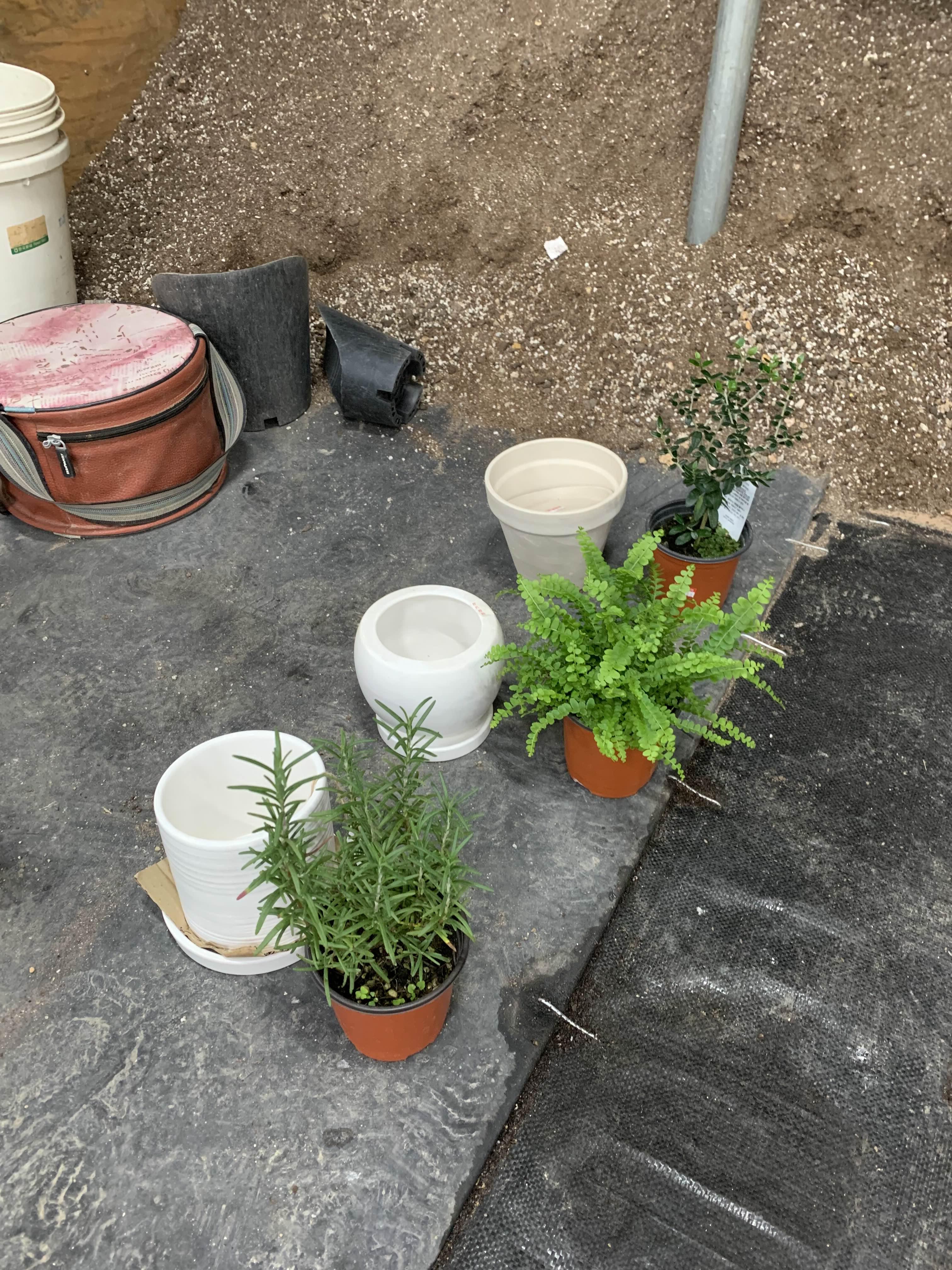 청라꽃농원-분갈이