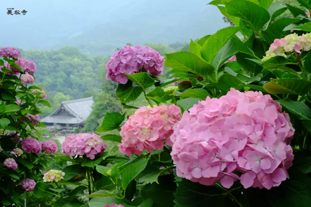 나라현 하세데라 (総本山 長谷寺)