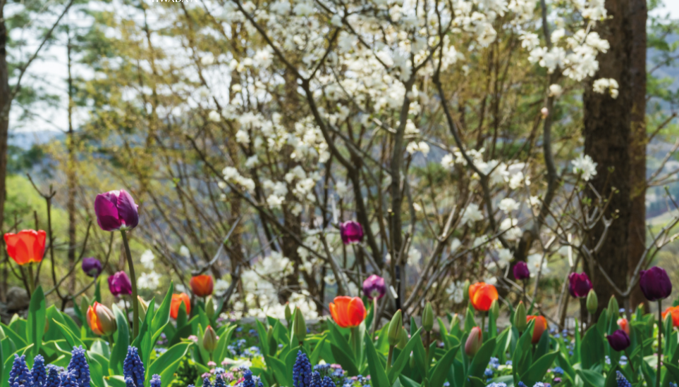 화담숲 벚꽃 축제 완벽 가이드: 예약, 주차, 모노레일 이용법, 포인트혜택까지