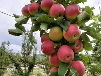 사과 재배 적과 시기 착색 관리 당도 향상_3