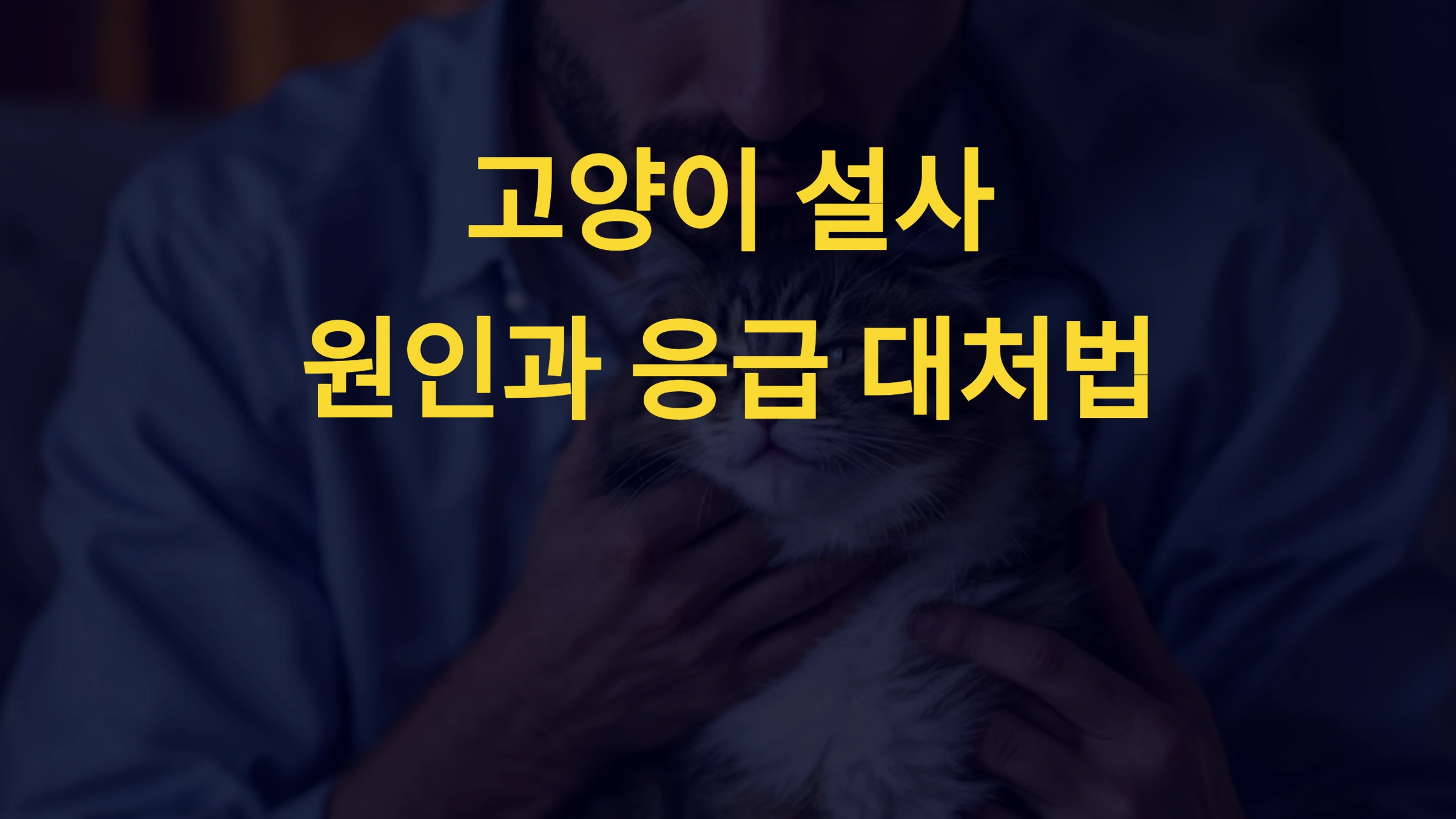 고양이 설사의 원인과 응급 대처법