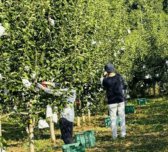[6시 내고향] 강진 그린시스 초록배 택배 주문 판매 시골청년협동조합