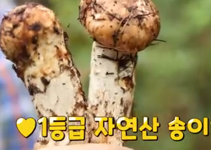 자연산 송이