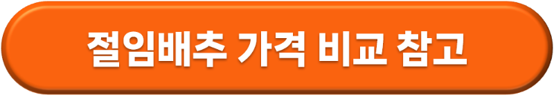 김장 김치 와 절임배추