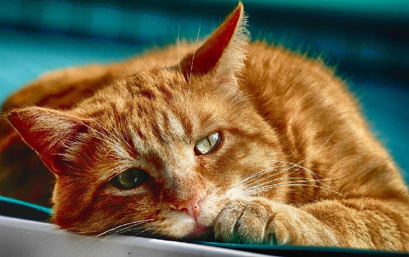 고양이&nbsp;임신&nbsp;초기&nbsp;증상:&nbsp;7가지&nbsp;핵심&nbsp;행동과&nbsp;몸의&nbsp;변화&nbsp;신호 확인법