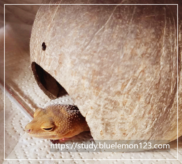 레오파드 게코, 다른 파충류와 함께 키울 수 있을까?