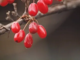 산수유 재배 개화기 관리 결실 유도 열매 건조_32