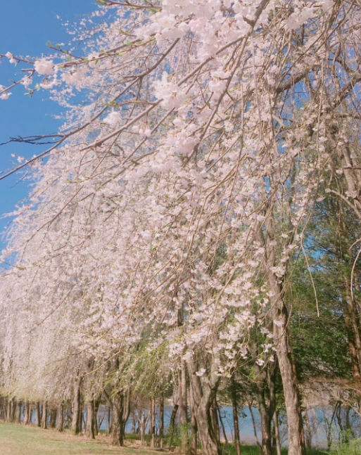 남이섬 벚꽃축제 기간 일정, 코스, 입장료 완벽 정리에 필요한 자료