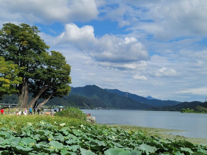 팔당 두물머리 느티나무 이미지
