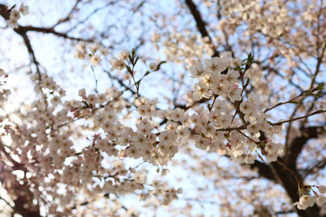 Cherry blossom.