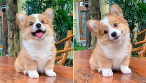 사랑이 담긴 눈빛으로 바라보는 강아지모습