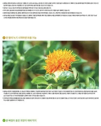 홍화 재배 건조 기후 적합 파종 요령 채종 관리_6