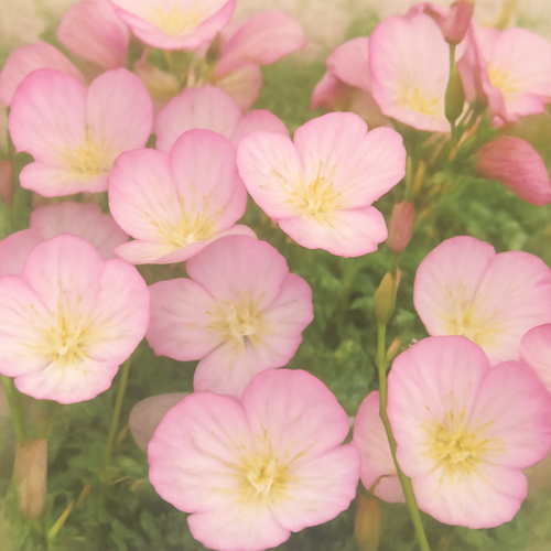 달맞이꽃 효능과 부작용, 갱년기 여성에게 꼭 필요한 이유4