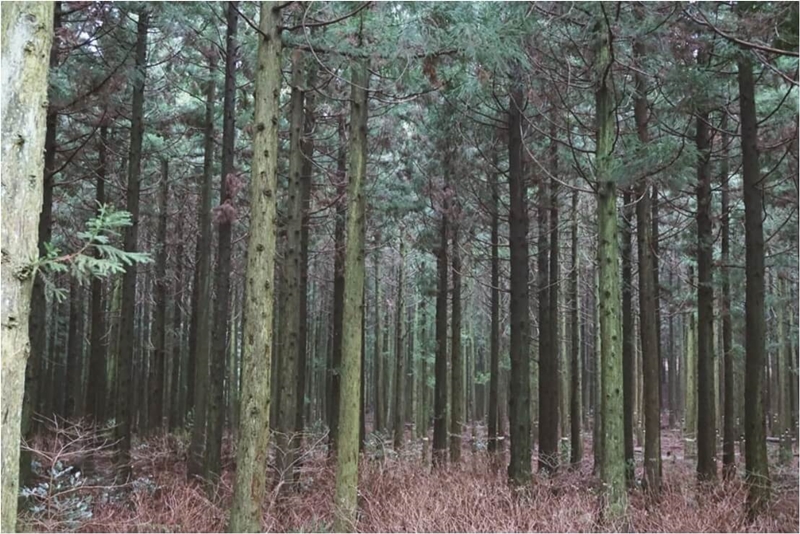 제주도-사려니숲길