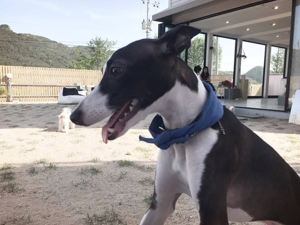 노령견을 위한 관절 관리: 효과적인 스트레칭과 운동법