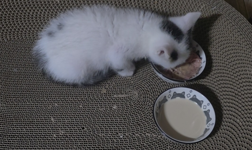 고양이 당뇨병