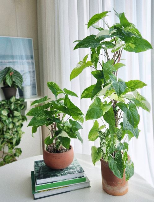 싱고니움 이미지