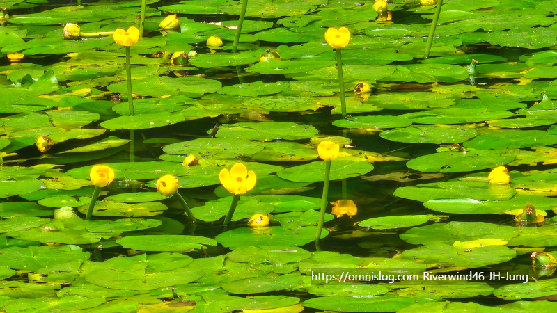 남개연꽃 개연꽃 한대수련