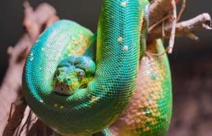 파충류 반려동물의 주요 생태와 특성