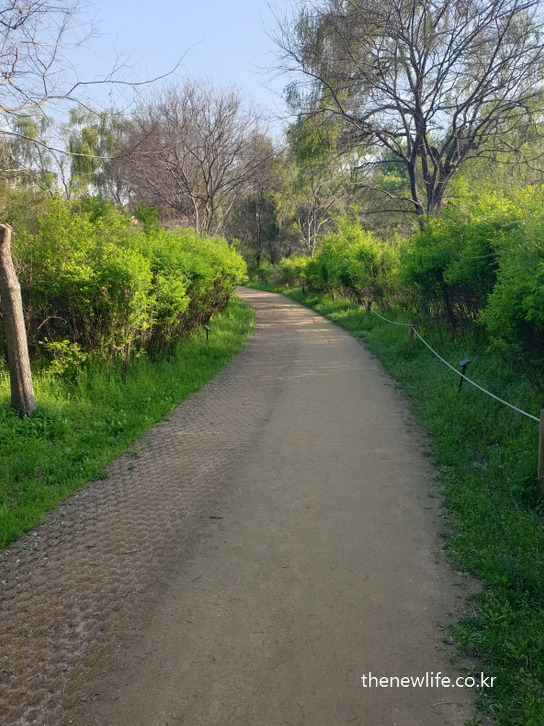 A peaceful forest trail at Amsa Ecological Park, ideal for barefoot walking and stress relief.-암사 생태공원의 조용한 숲길. 맨발 걷기와 스트레스 해소에 적합한 장소입니다.
