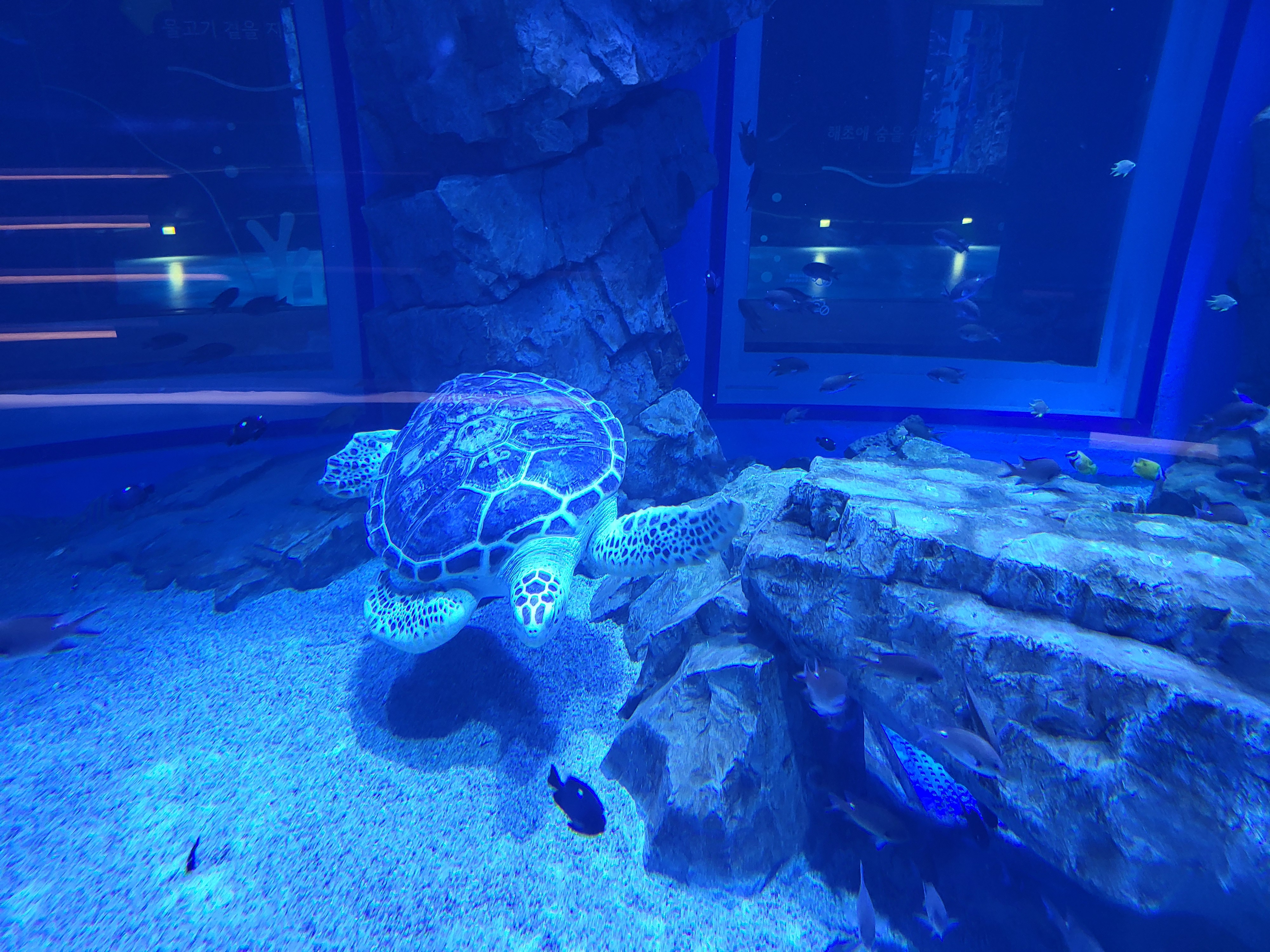 시흥시 해양생태과학관 수족관 거북이