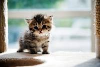 고양이 꿈해몽