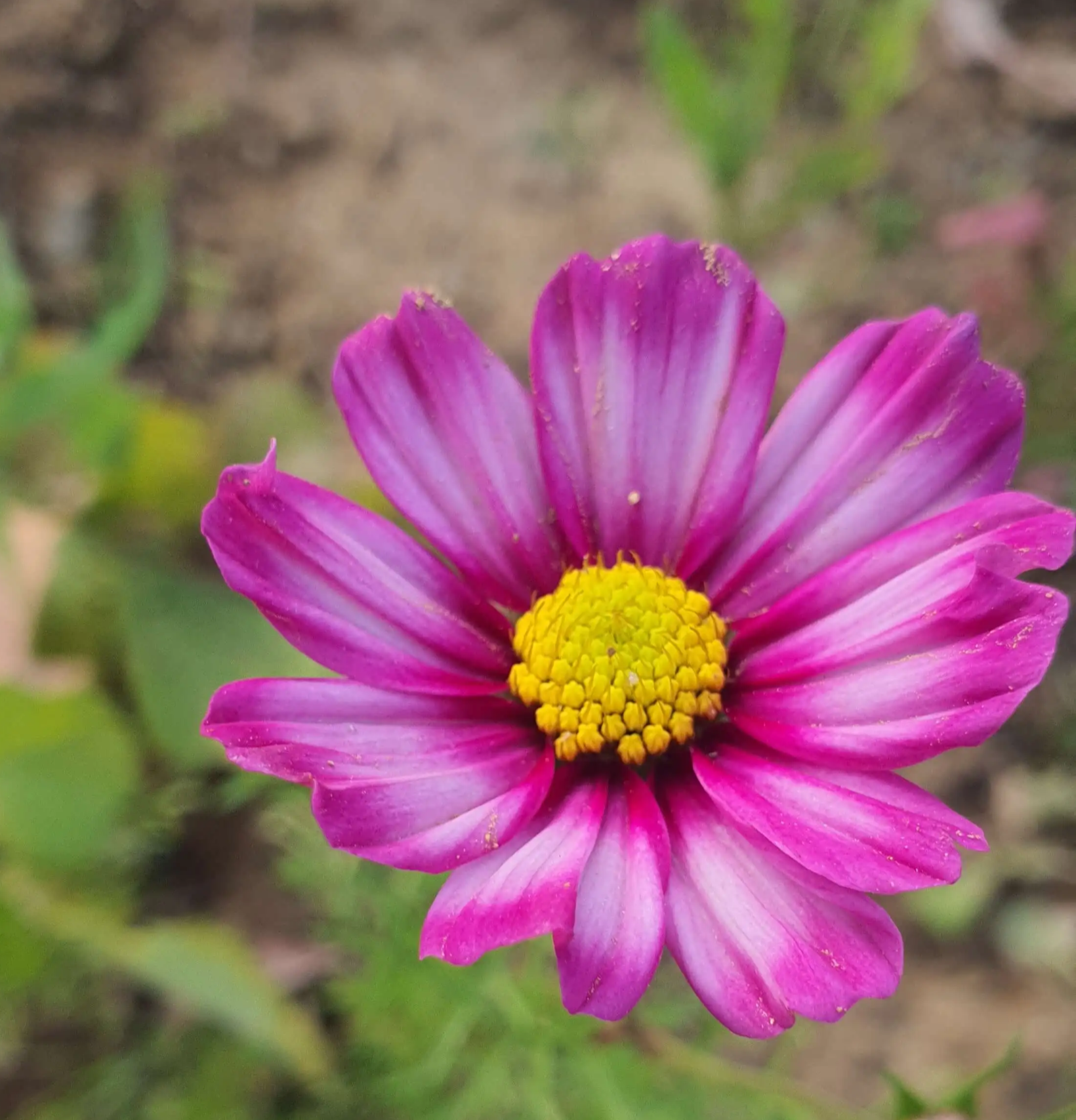 분홍색과-흰색이-조화롭게-섞인-코스모스-꽃한송이