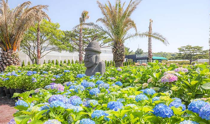 제주 휴애리 수국축제