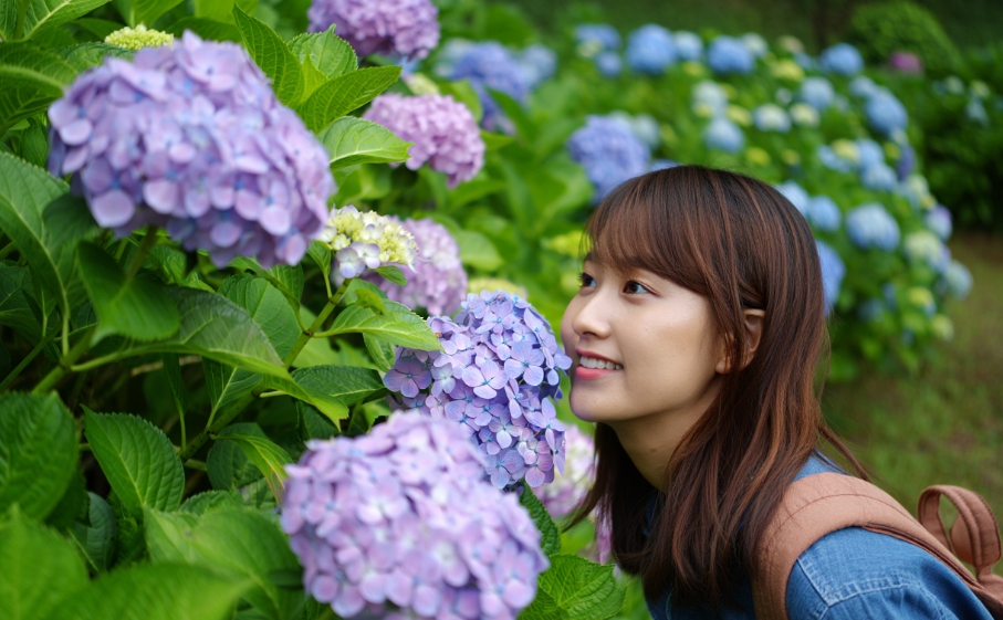 노원 초안산 수국동산 가는길&amp;#44; 주차장&amp;#44; 축제 근처 맛집 총정리(하늘꽃정원)