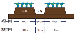 부추 키우기, 재배 방법, 심는 시기, 효능 알아보기