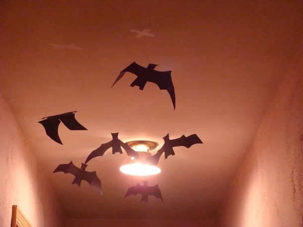 서울 박쥐 출몰