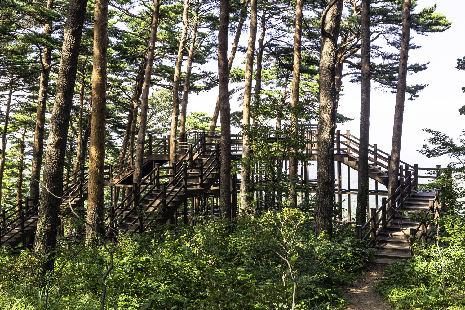 대관령소나무길 노무현 대통령