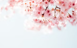 2024년 여의도봄꽃축제 최신정보