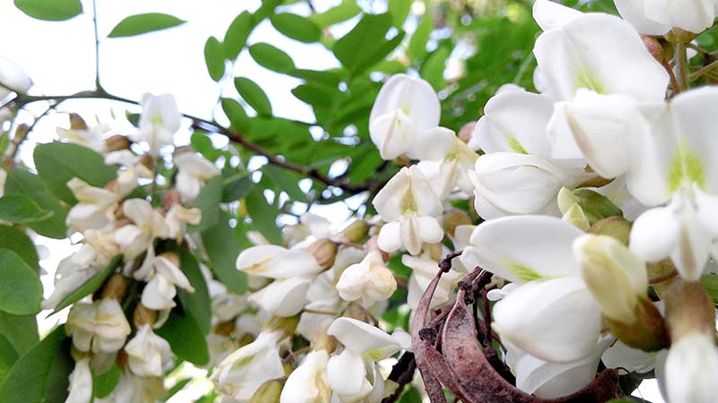 안산자락길 아까시꽃(Acacia)