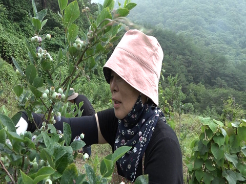 휴먼다큐 사노라면 593회 101세 복련 씨네 철없는 아들과 파란만장한 며느리, 작곡가 남편, 노래하는 아내 연락처 사연 방송 정보 다시보기