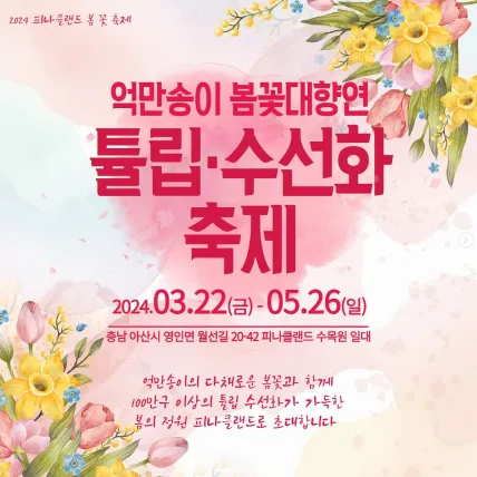 피나클랜드 불꽃축제 튤립 수선화 축제 4