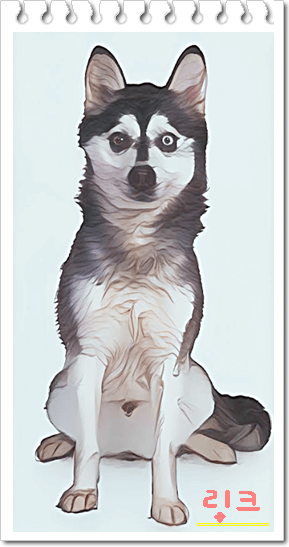 안녕soni
스피츠타입견 알래스칸 클리 카이