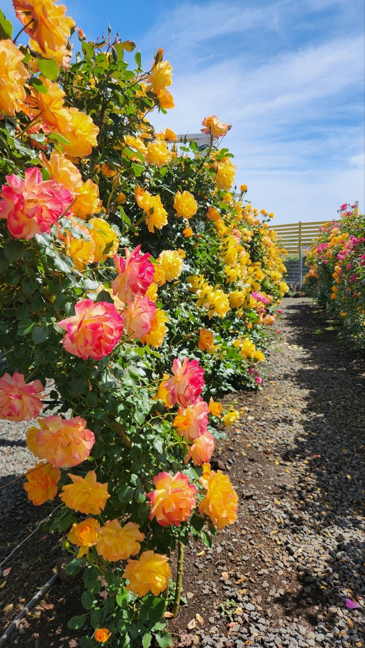 제주 아일로사 장미