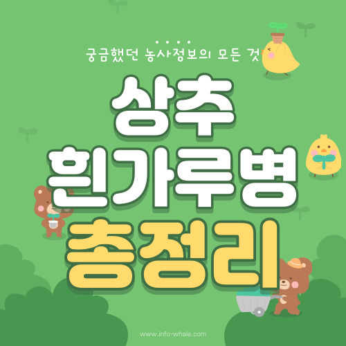 상추 흰가루병 발생 환경,증상,관리 방법 총 정리