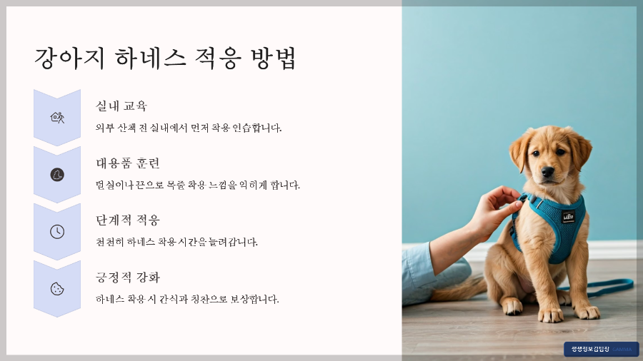 산책 전용 하네스 추천