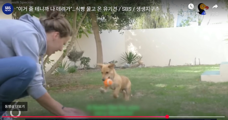 유기견의 특별한 사연