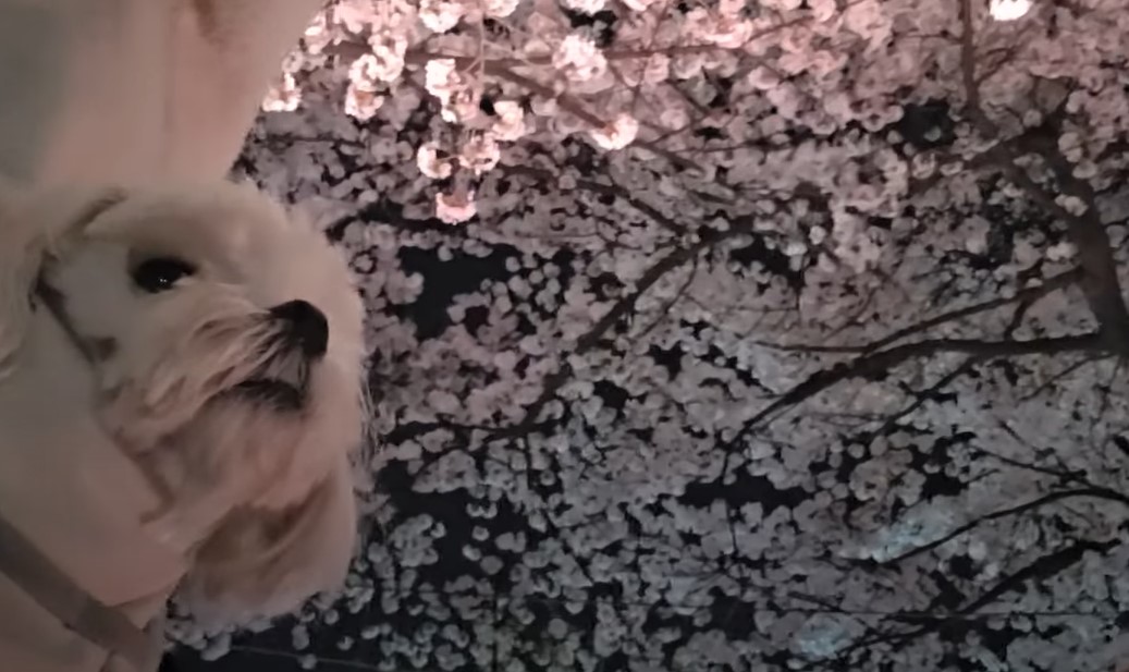 여의도 벚꽃 라떼와 밤산책