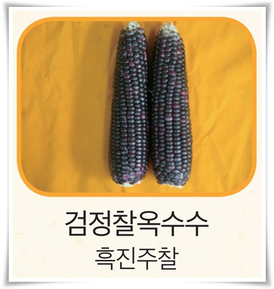 비타민 B, 철분, 식이 섬유가 풍부한 옥수수 재배하기!