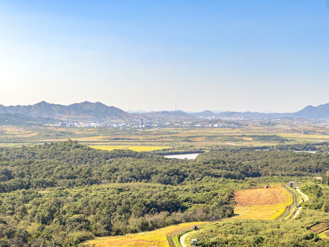 Paju