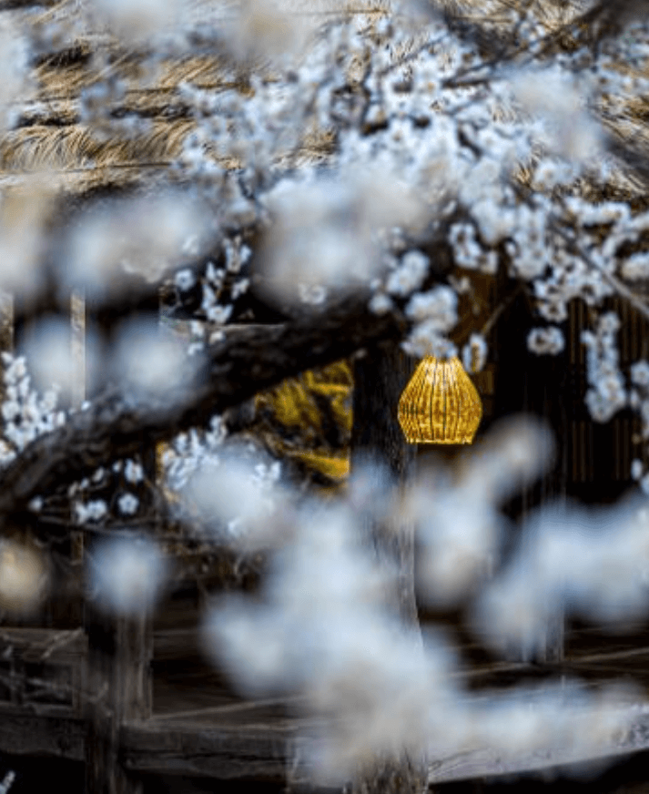 2024 광양 매화축제 기간안내 입장료 여행코스 주차장