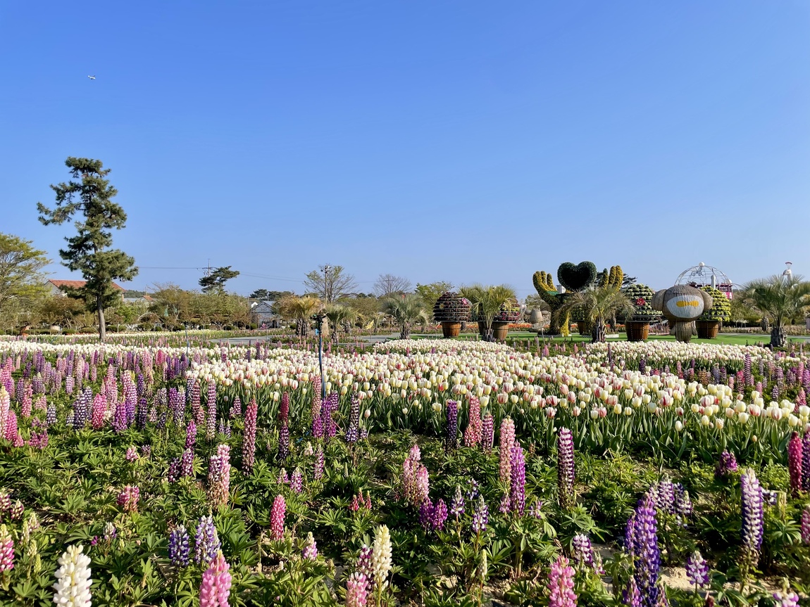 2025 태안 봄꽃 정원 기본정보