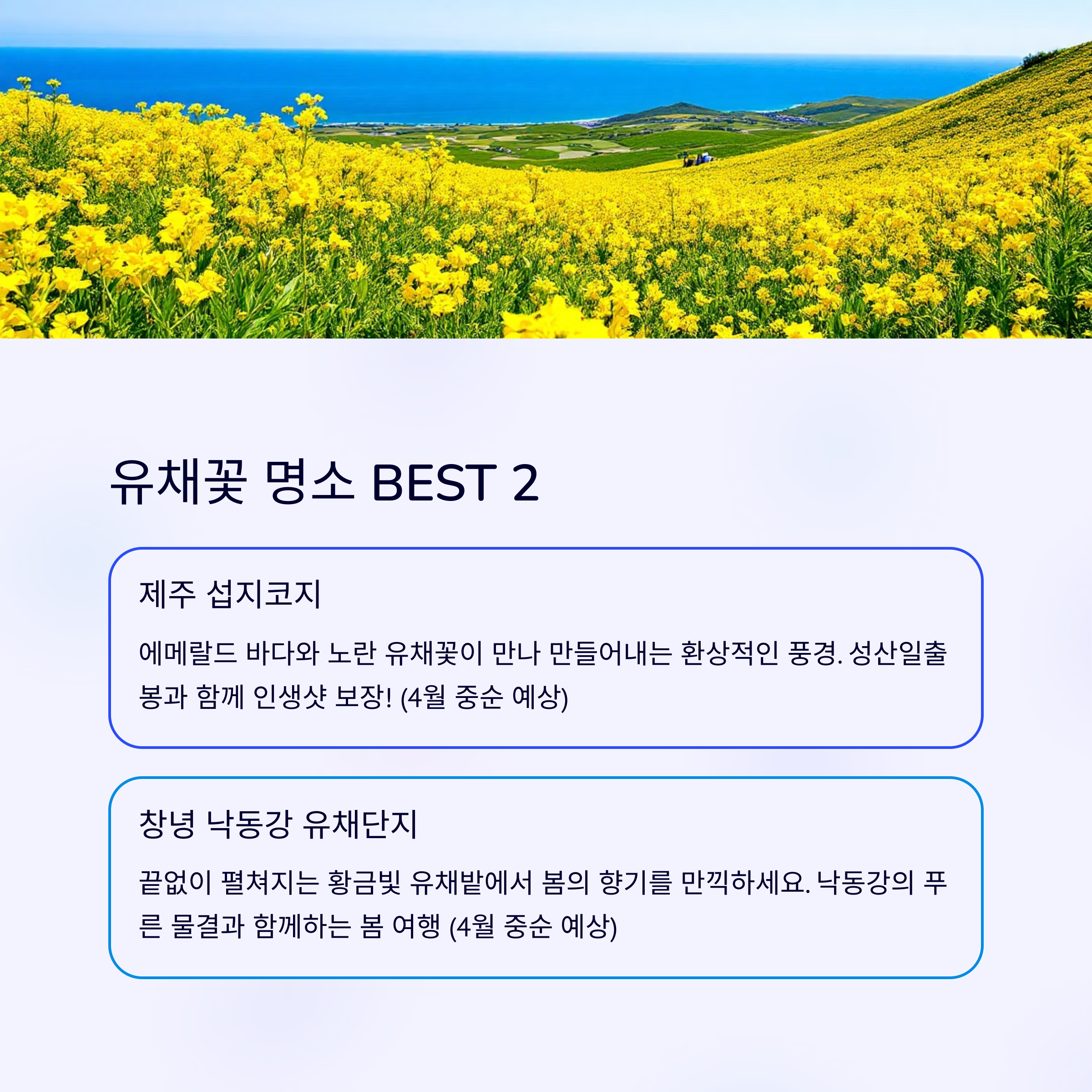 전국 봄꽃 여행지 총정리: 벚꽃부터 유채꽃까지