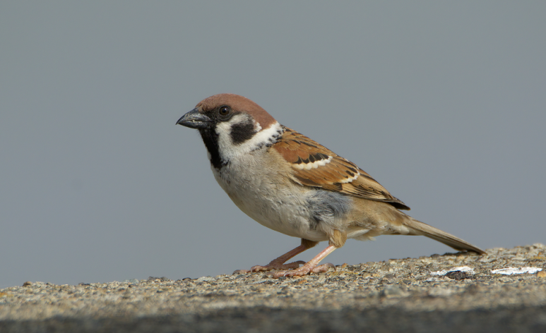 참새 Sparrow
