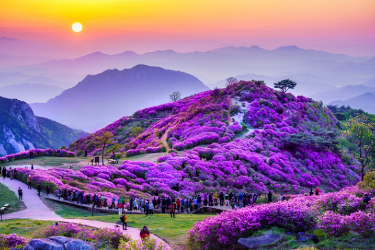 황매산 철쭉